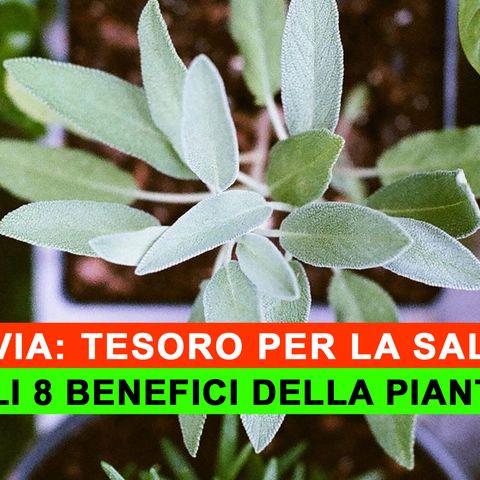 Salvia, Tesoro Per La Salute: Gli 8 Benefici Della Pianta!