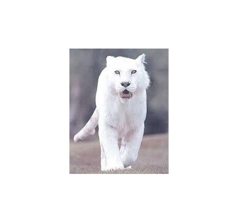 White Spirit Animals - Prophets of Change with Zohara Hieronimus