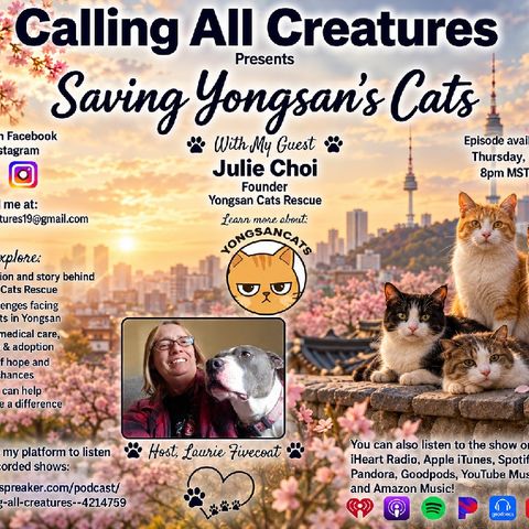 Saving Yongsan's Cats