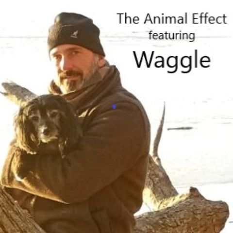 The Animal Effect featuring Waggle
