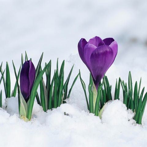 A Crocus Blooming in Winter: Isaiah 35:1-10