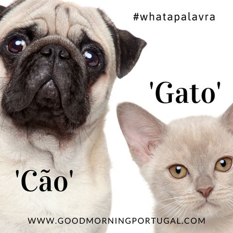 Good Morning Portugal! What a Palavra? 'Cao' e 'Gato'