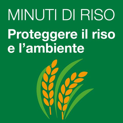03 - Proteggere il riso e l'ambiente