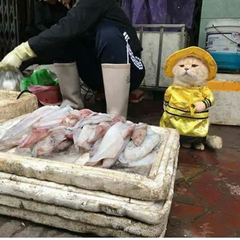 #rast Il gatto pescivendolo