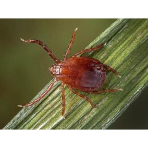 Update on Asian Longhorned Tick with Dr Teresa Steckler U of I Extension Educator