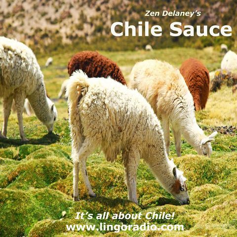 Chile Sauce on Lingo Radio Friday 8 January 2021