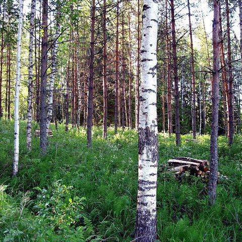 Il bosco in casa in Finlandia i microbi del suolo migliorano la salute umana