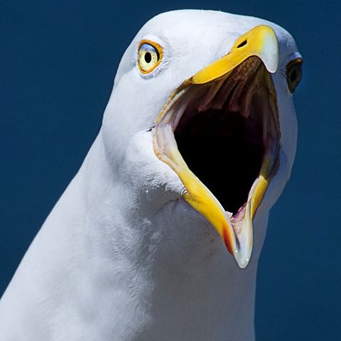 Seagull Steals Man's Money At Manchester By The Sea Beach