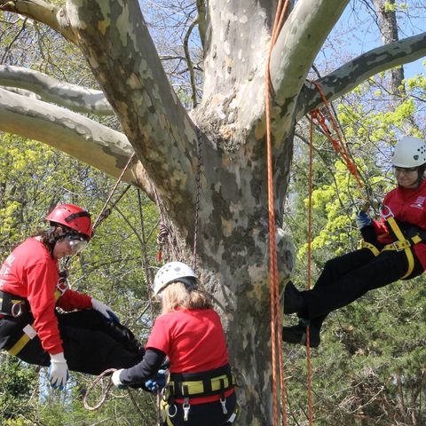 Animal Rescue League Staffers Climb Trees To Practice Cat Rescues