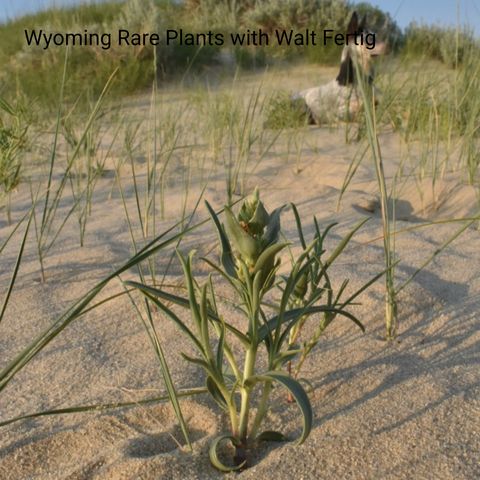 Wyoming Rare Plants with Walt Fertig
