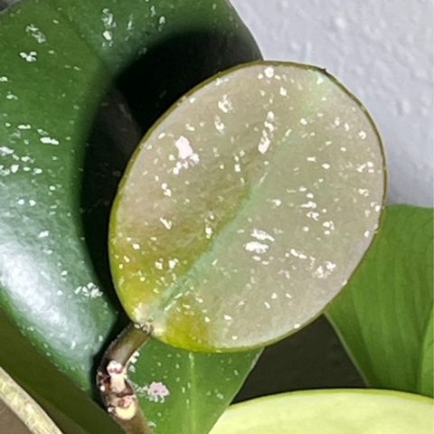 Episode 307 - How to Use a “Watering Schedule”