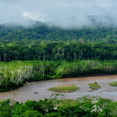 Amazzonia, diritti, deforestazione La Bolivia non ha mantenuto le promesse