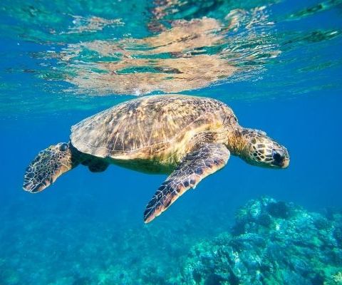 COP15 : l'importance de préserver 30% des terres et des mers