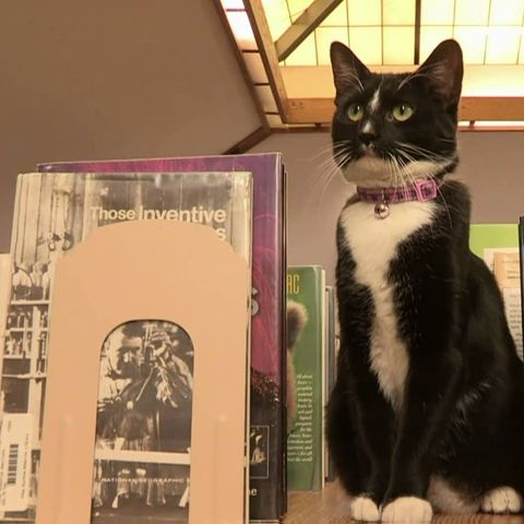 16. Un gatto che lavora in biblioteca
