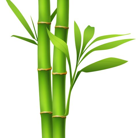 Syncopated Chaplain Podcast 4 Growth and the Bamboo