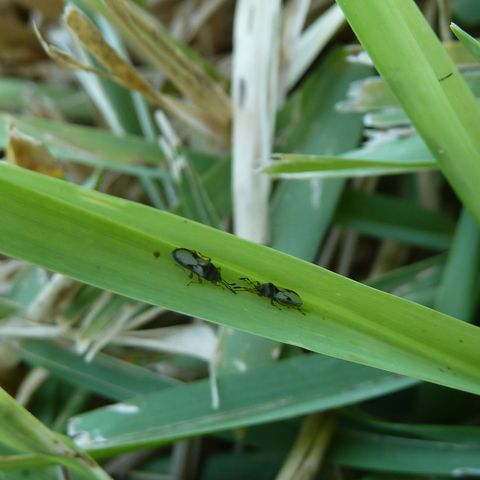 Chinch Bugs in Your Lawn!!