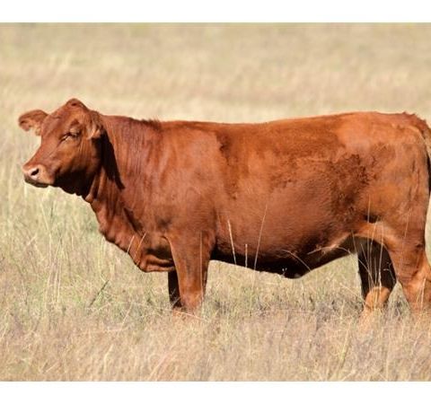 Discovery of the Red Heifer and the Rebuilding of the Jerusalem Temple