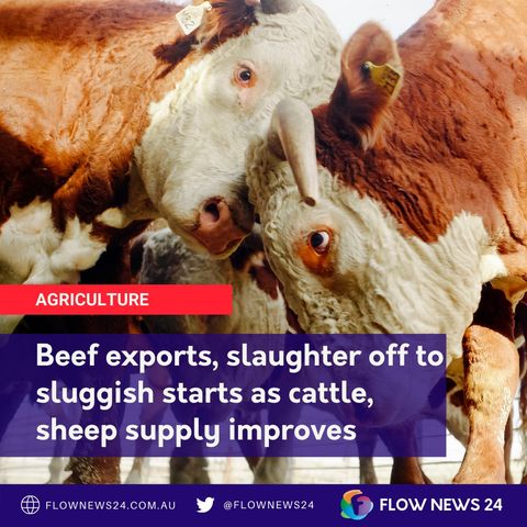 A sluggish start on exports and slaughter for Australian beef and sheep