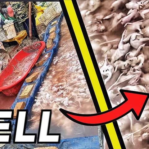 China Food Safety HELL - They’ve Had Enough of the Scandals! People are Rebelling! - Episode #221