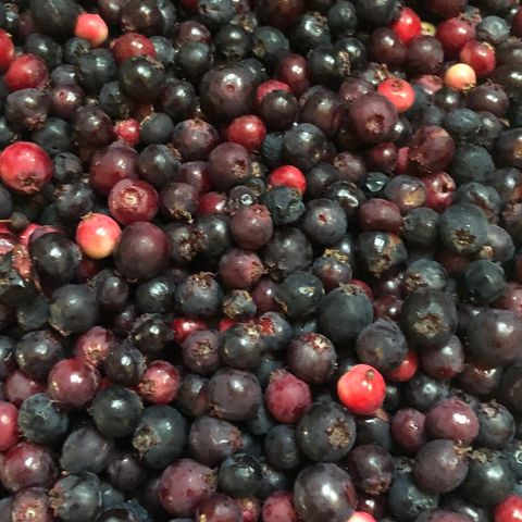 Saskatoon Berries