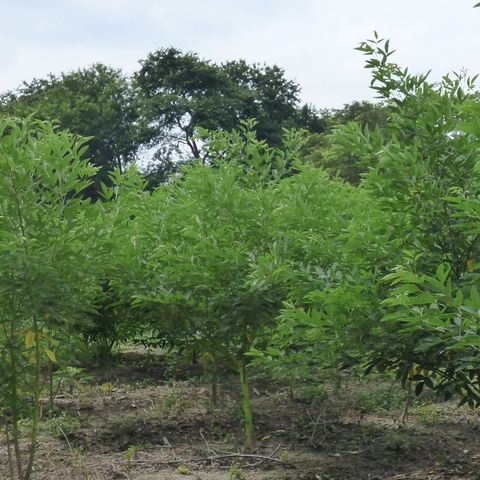 Vinculación