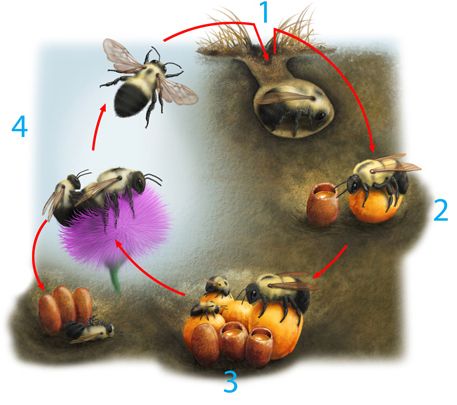 Life  of a Honeybee