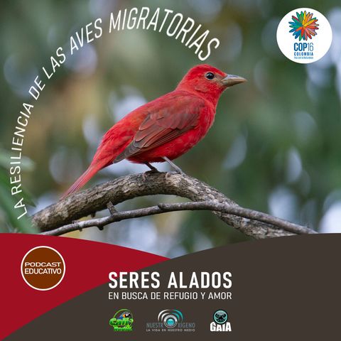 NUESTRO OXÍGENO La resiliencia de las aves migratorias - Seres alados en busca de Refugio y amor