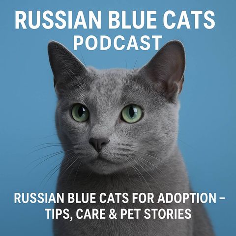 Russian Blue Cat Adoption