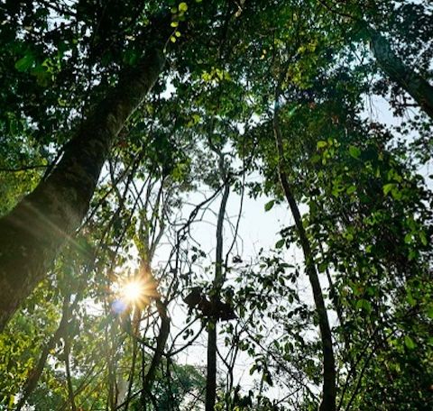 Smartphone e droni: così le comunità indigene combattono la deforestazione