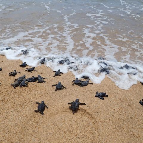 O período de desova das tartarugas marinhas, no Ceará, é marcado pelos desafios da sobrevivência