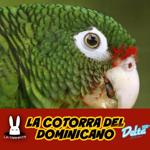 EP33. La Cotorra del Dominicano - Jose Matos
