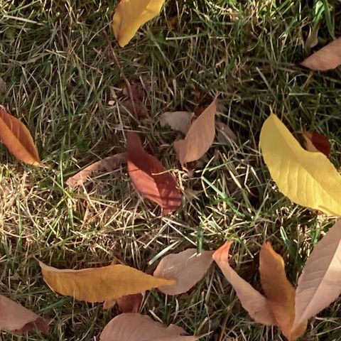 Mother Shipton and 3IATLAS Halloween Special