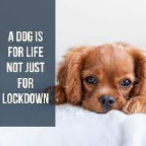 A dog is for life not just for lockdown
