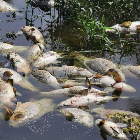 Por descargas residuales mueren cientos de peces