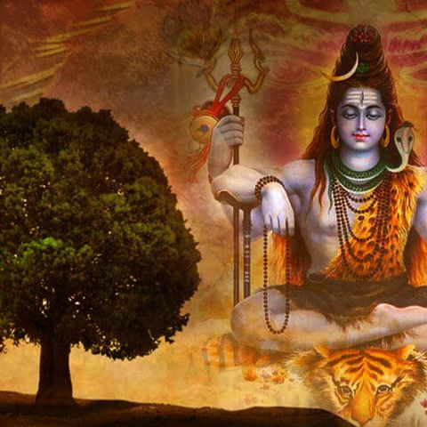 Rudraksha - Lord Shiva's Teardrop
