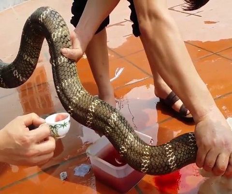 Mơ Thấy Làm Thịt Rắn - Giải Mã Ý Nghĩa và Điềm Báo Từ Giấc Mơ