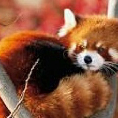 Cqpitulo III:El Panda Rojo