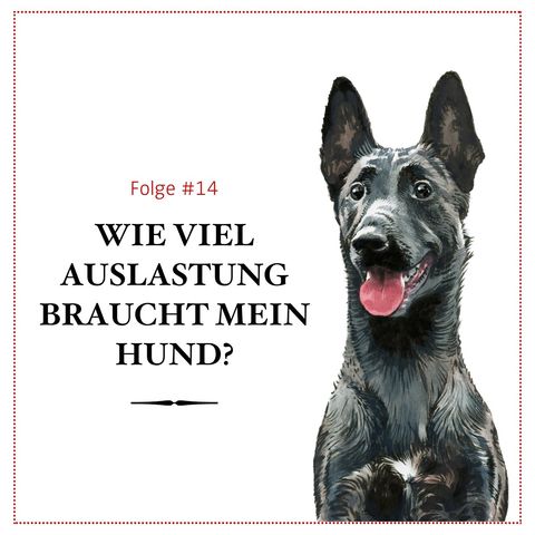 Wie viel Auslastung braucht mein Hund? - #14