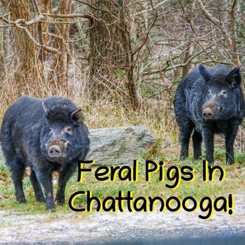 Pet Boa On The Loose, Wild Hogs On The Loose, and 'Coon-Squatting In Ohio!