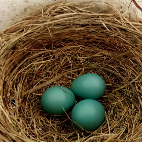 Bird nest second time around