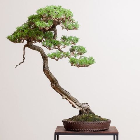 Is Portland The Epienter Of A Cool New American Bonsai Movement?