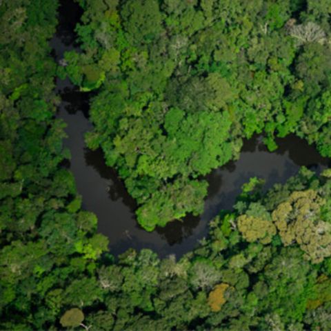 Biomas do Brasil: Amazônia - com Philippe Dias