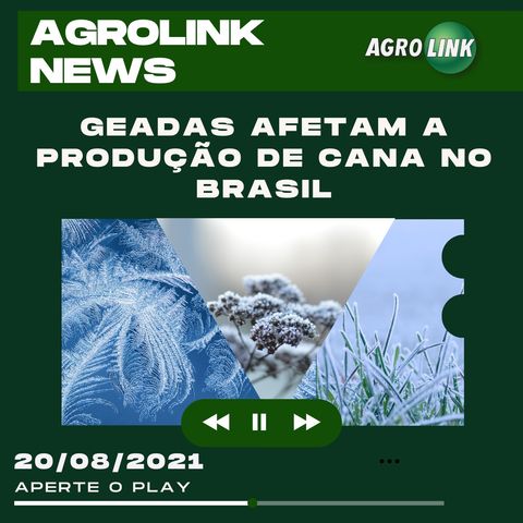 Podcast: A criação e a literatura envolvendo cavalos crioulos