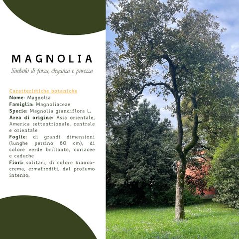 6. Magnolia - Simbolo di forza, eleganza e purezza