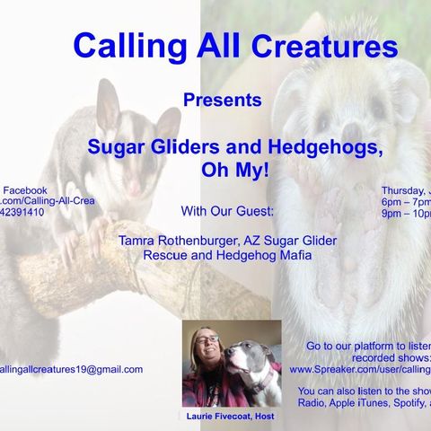 Sugar Gliders and Hedgehogs, Oh My
