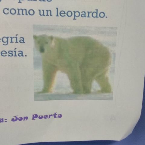 Poesia:oso