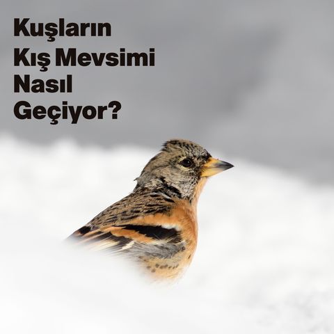 Kuşların Kış Mevsimi Nasıl Geçiyor?