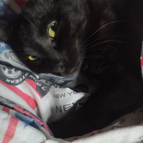 #sangio-cspt Aiuto un gatto nero!