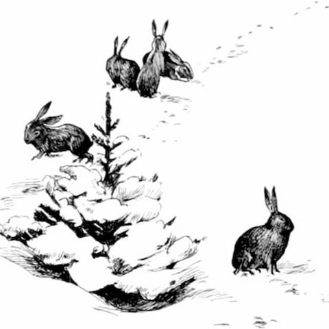 The Fir Tree
