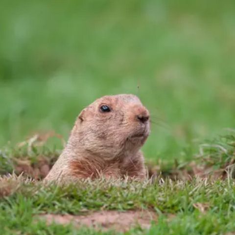 GROUNDHOG DAY: An Early Spring is on the Way